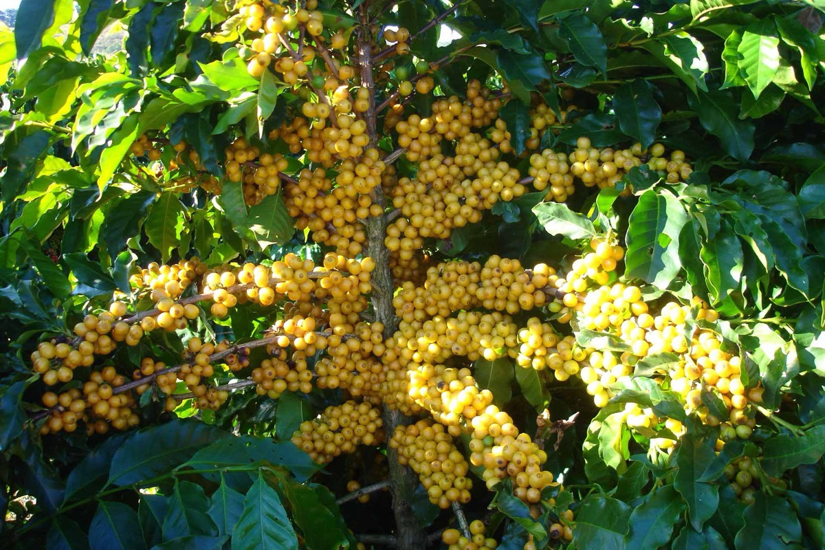 Ripe yellow coffee cherries on the tree at Fazenda Agua Santa in Brazil