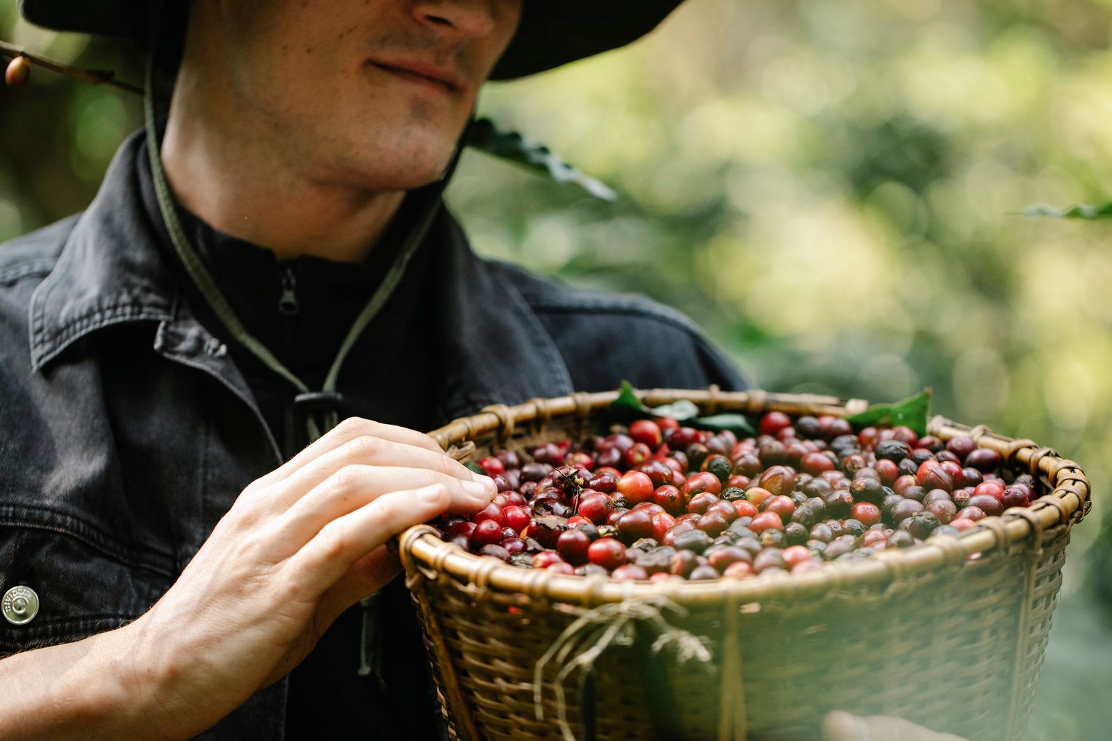 Ripe coffee cherries picked by hand on an ethical farm